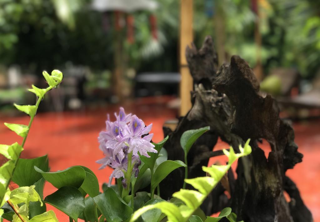 Capital O 1051 Pagoda House チエンマイ エクステリア 写真
